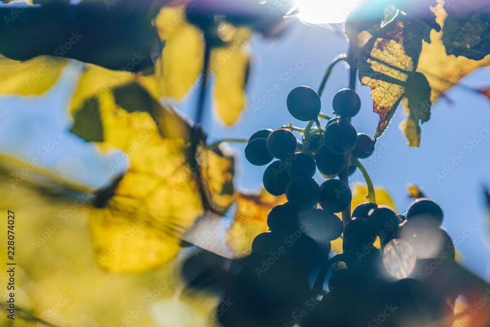 阳光下的葡萄和葡萄藤的红酒，秋天温暖的颜色，葡萄藤的收获。白色成熟的葡萄团