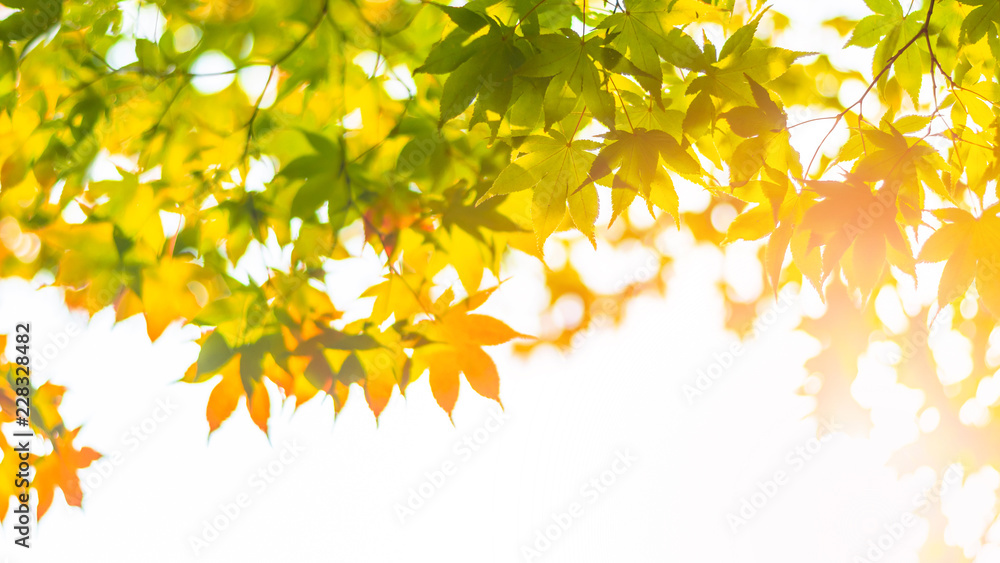 秋天的树叶，秋天的季节模糊的背景，树下的景色，在阳光的照耀下仰望天空