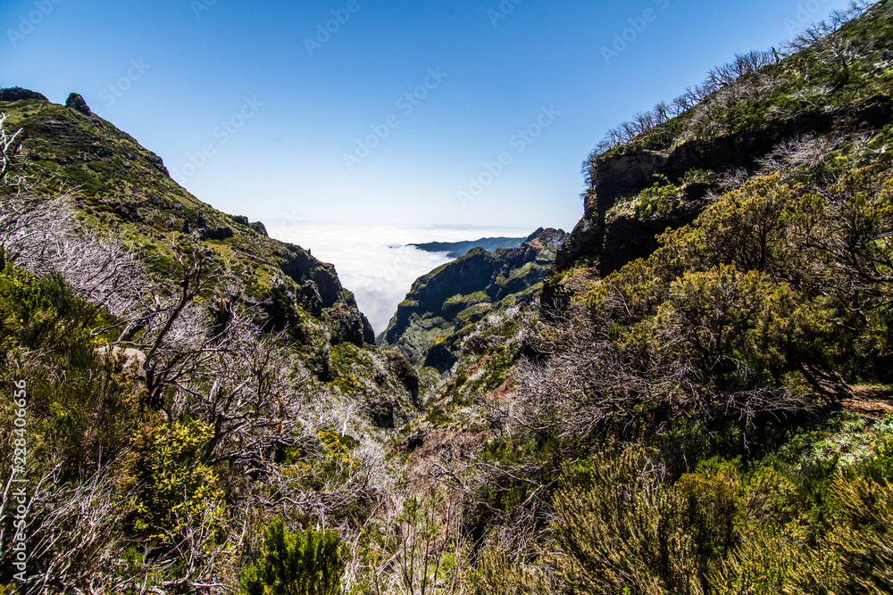从Pico Arieiro山到Pico Ruivo，Madeira的徒步小径上烧毁的树木