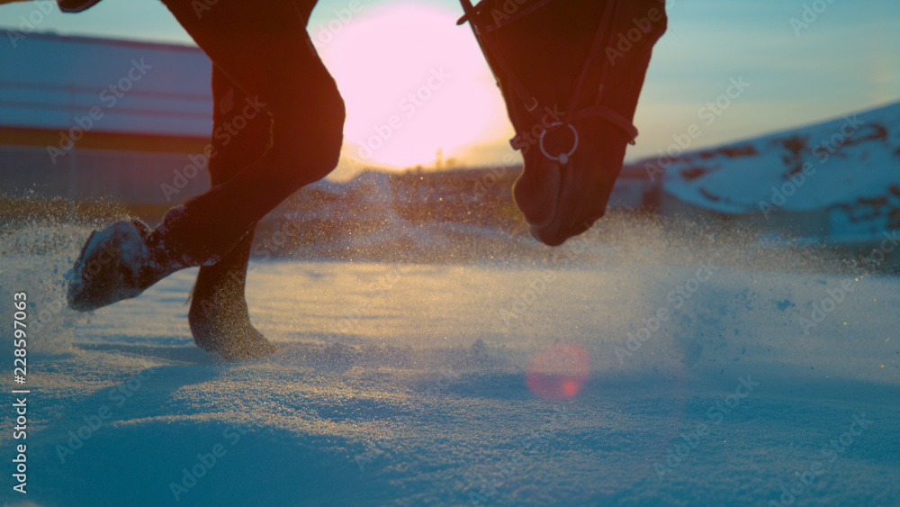 特写：金色的傍晚阳光照耀着在深雪中行走的马。