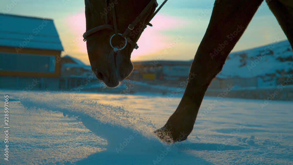 特写：在阳光明媚的早晨，大型成年马踢起刚下的雪。