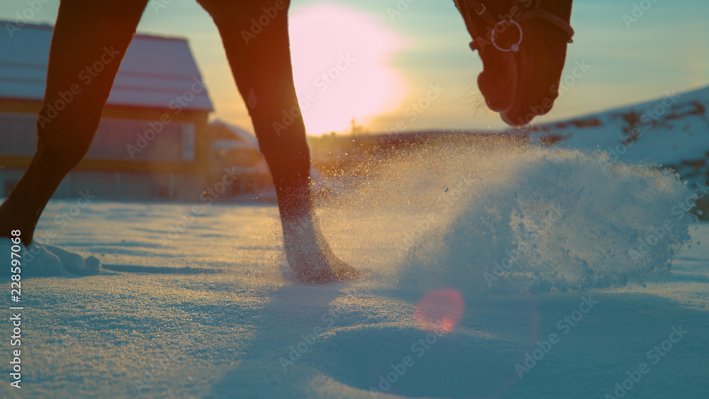 特写，镜头张开：棕色种马穿过新鲜的雪。