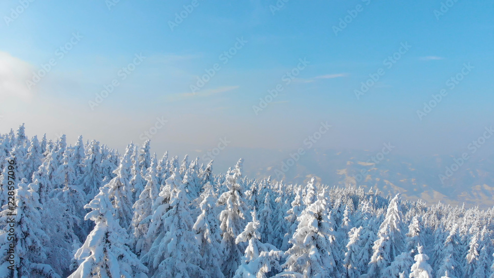 空中飞航：在一个完美的冬日，飞越斯洛文尼亚白雪皑皑的树木。