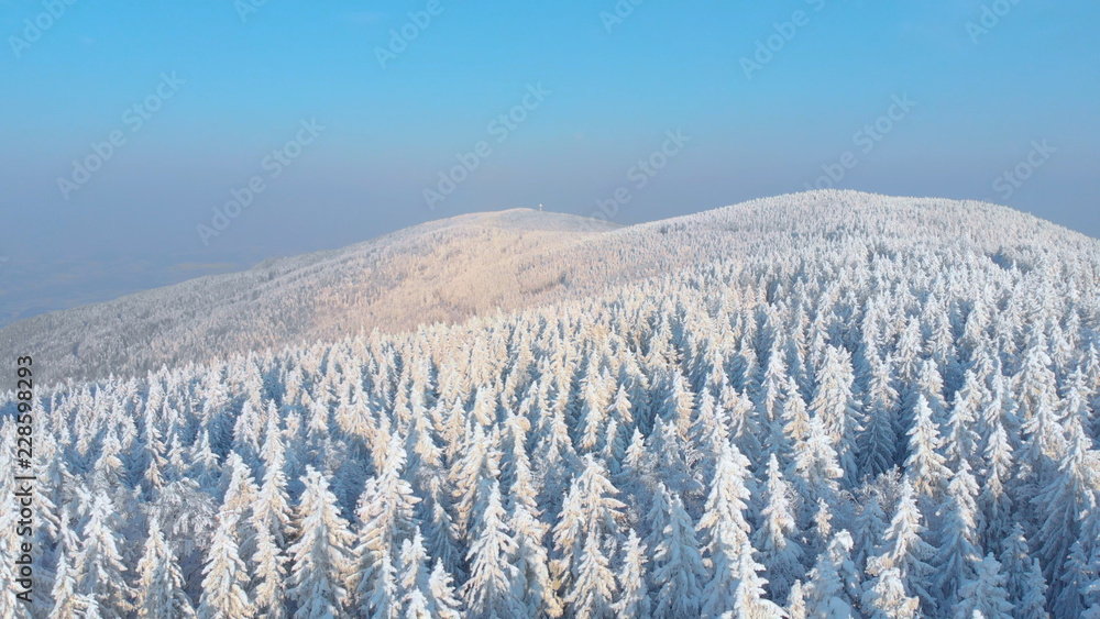 航空：明亮的冬日阳光照亮了覆盖整个景观的白雪松。
