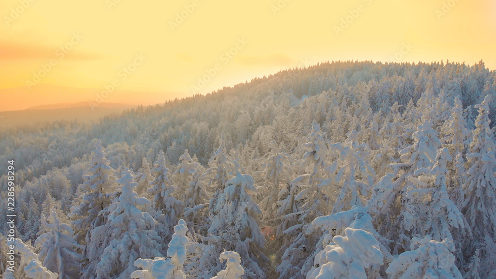 航空：金色的傍晚阳光照射在白雪覆盖的针叶林上。