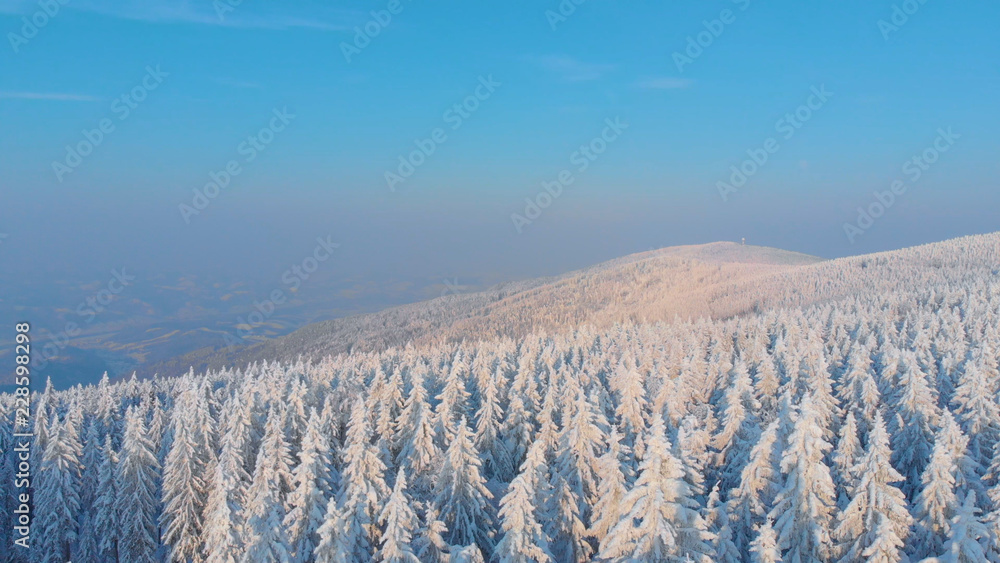 AERIAL: Flying over the towering spruce trees covered in the pristine snow.