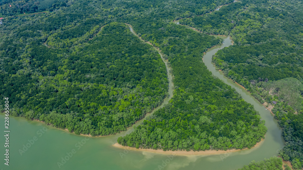 鸟瞰绿色红树林热带森林沼泽线至大海。