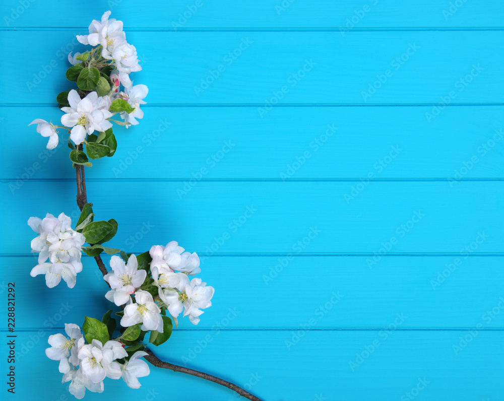 蓝色木头上的春天开花
