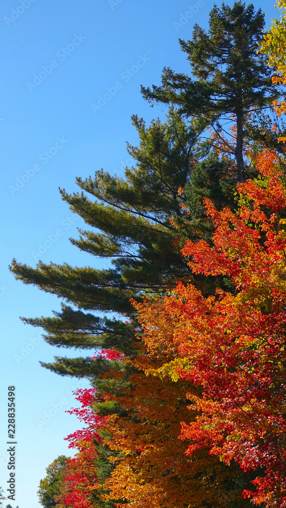 佛蒙特州高大的落叶树在温暖的秋季阳光下变色。