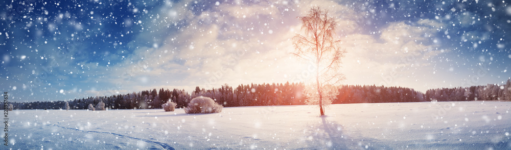 雪中清晨冬季景观中的美丽树木