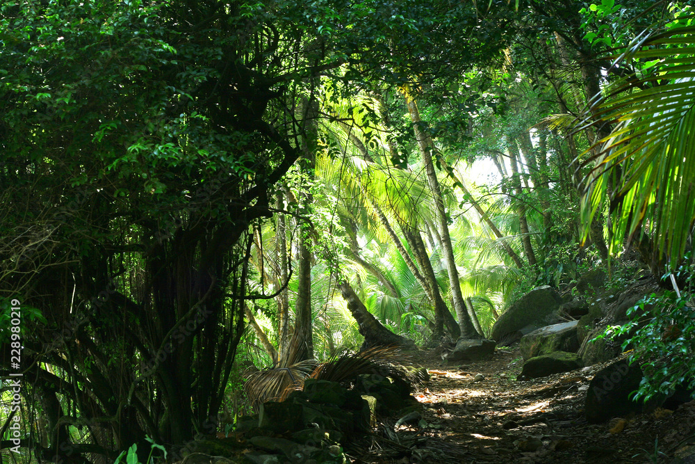 穿过海岸雨林的美丽而神秘的路径。明亮的绿色树冠和椰子树