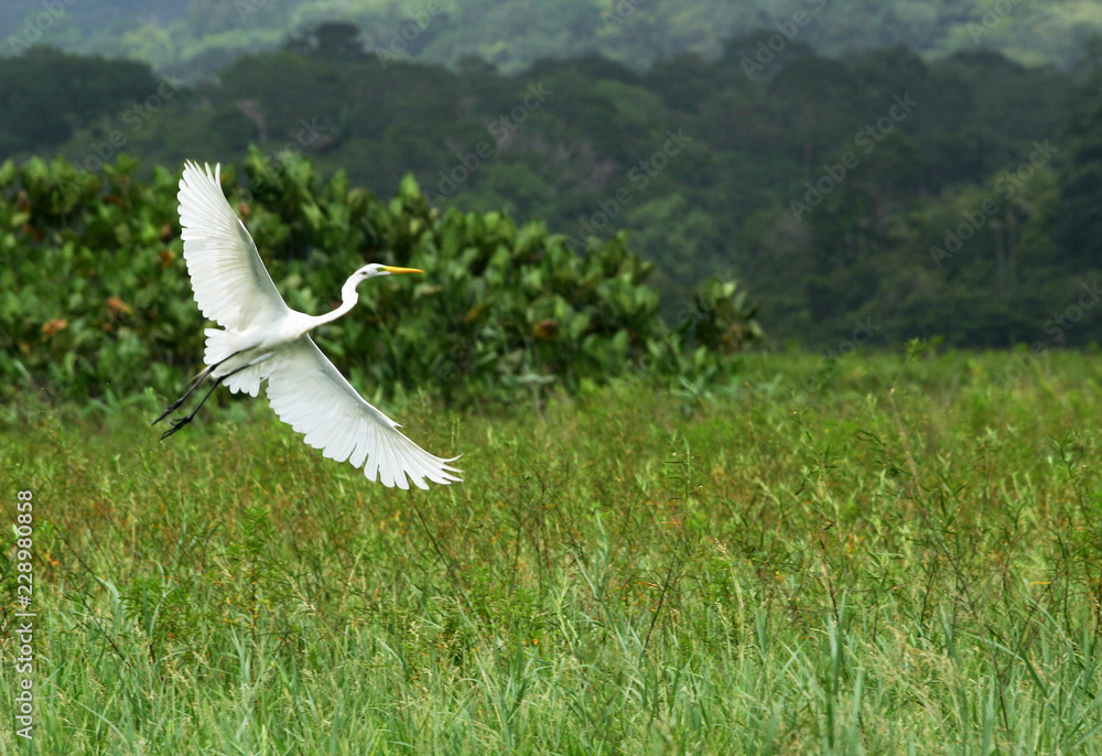 在法属圭亚那/圭亚那的自然栖息地中，一只会飞的大白鹭，大白鹭