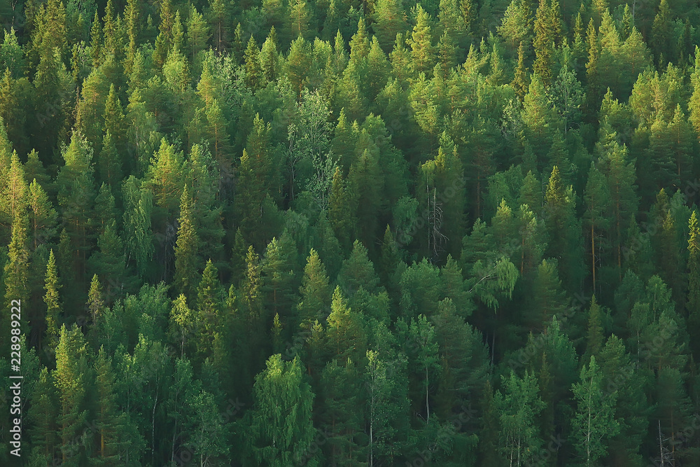 纹理针叶林俯视图/景观绿色森林，冷杉树的针叶林山峰