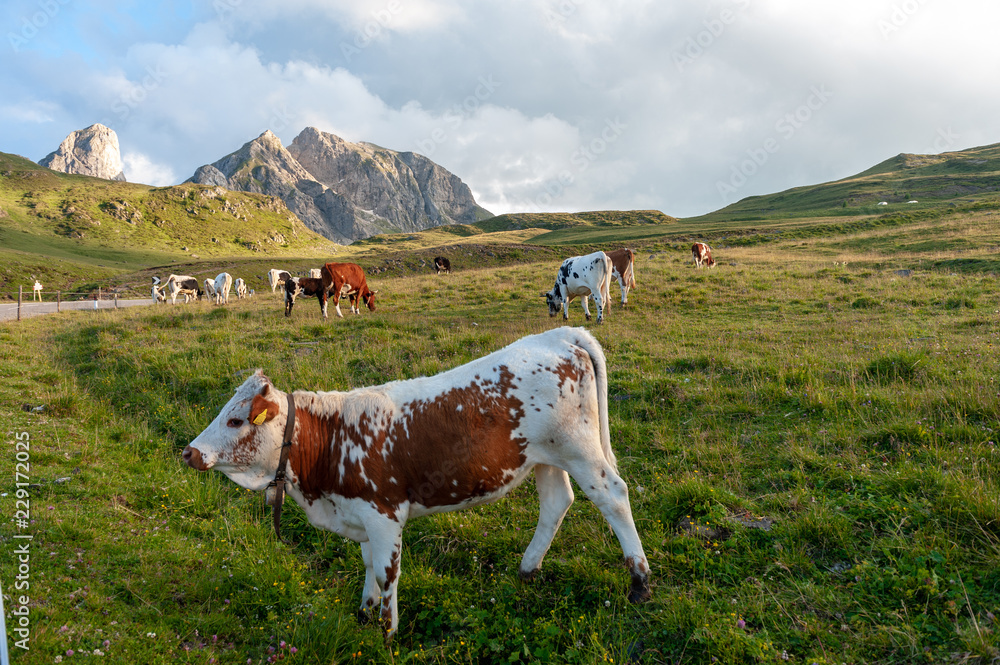 A witrik Cow in the Italian Dolomites near the Giau Pass.