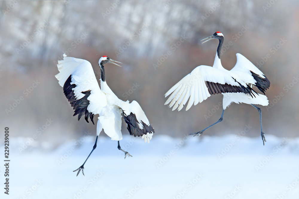 张开翅膀的丹顶鹤跳舞，日本北海道冬季。大自然中的雪舞。合作