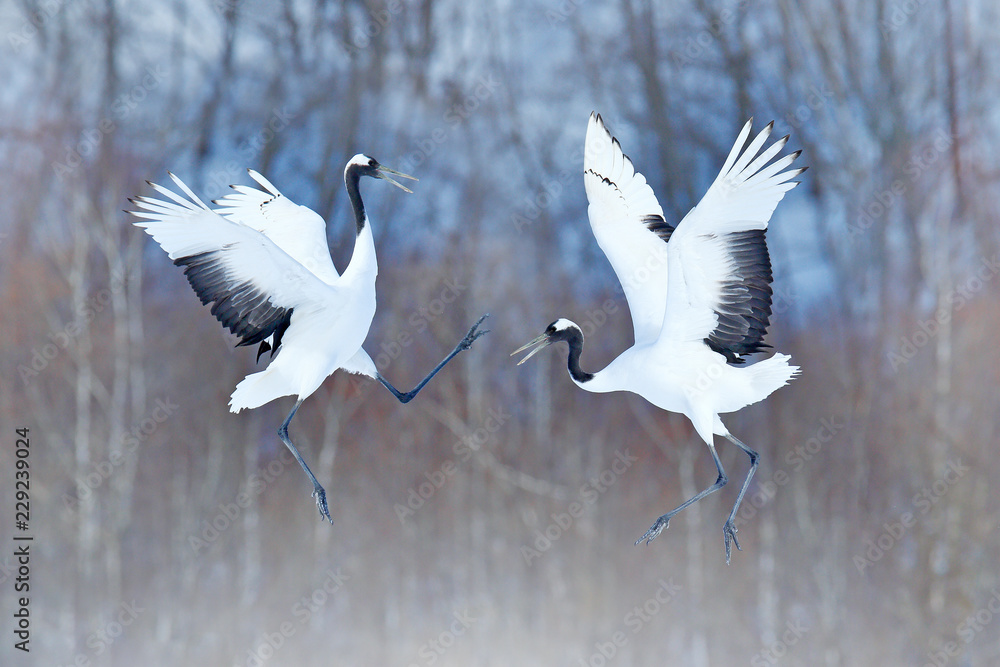 一对张开翅膀的丹顶鹤，日本北海道冬季。在大自然中翩翩起舞。Co