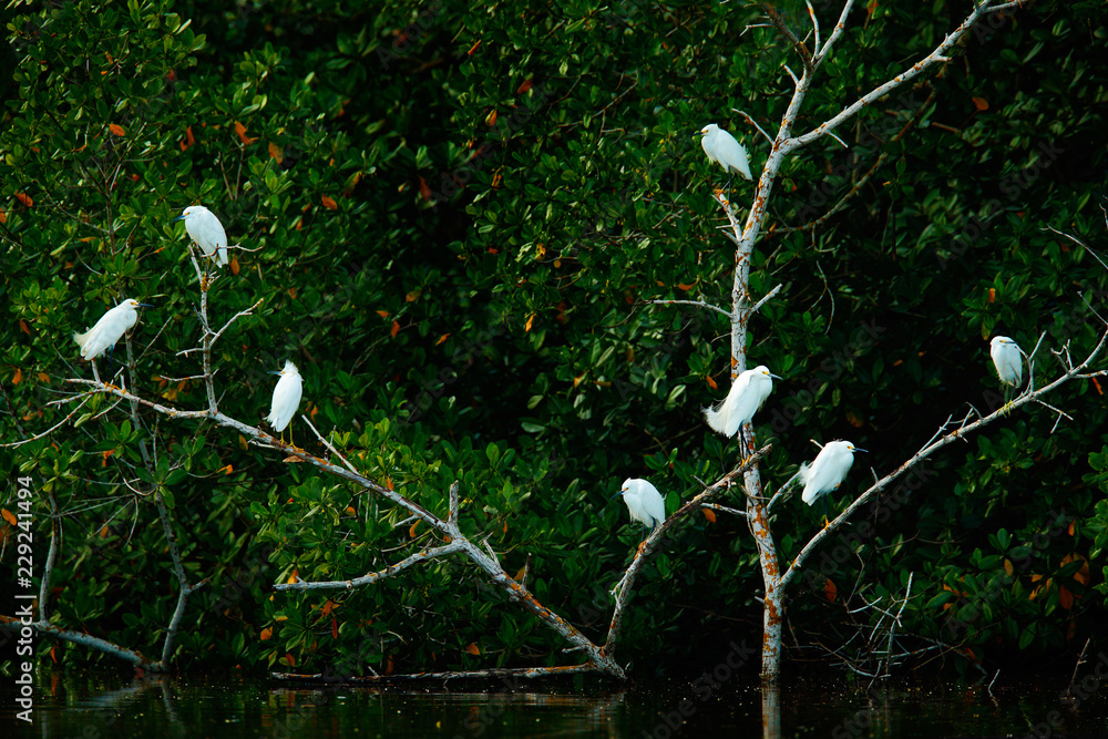 树上的白鸟。成群的白鹭在绿色热带森林的水面上飞行