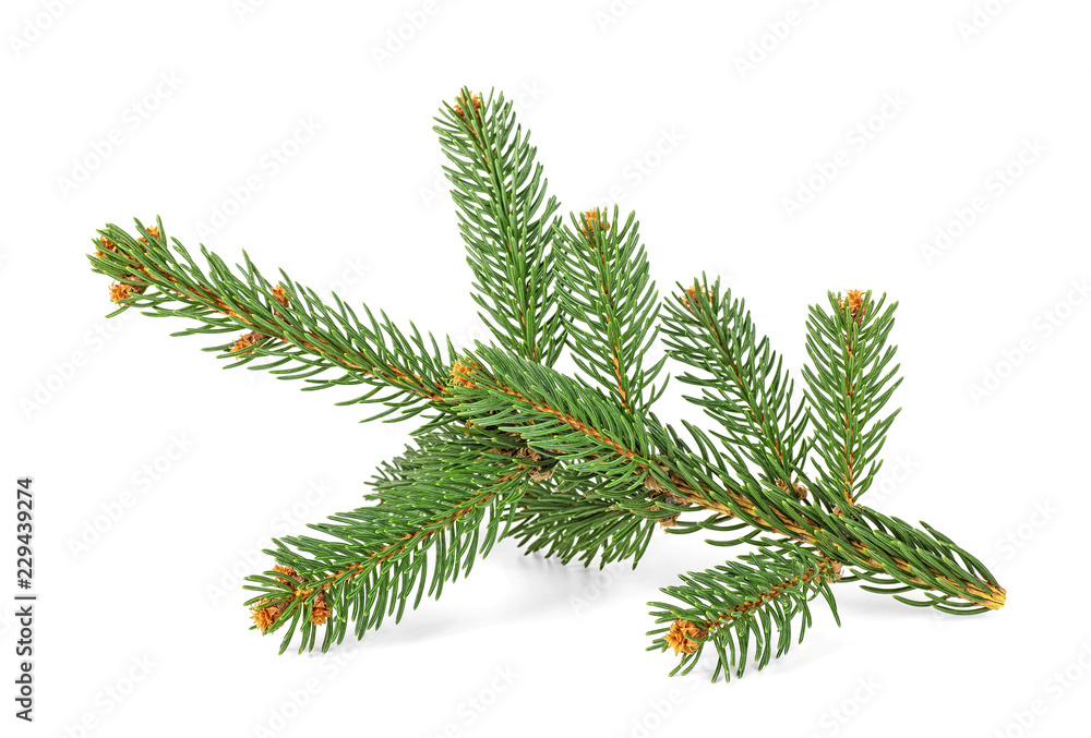 Christmas tree fir branch isolated on white background