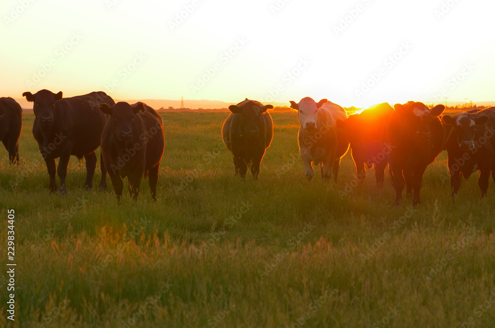 空中飞航：日落时分，一群奶牛在广阔的草地上漫步。