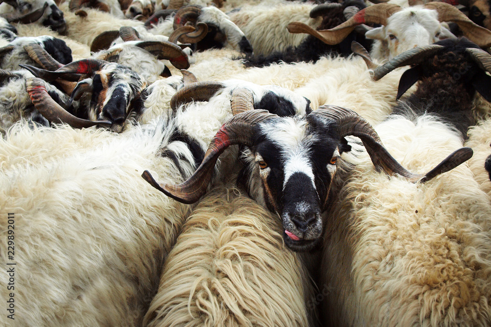 尼泊尔畜牧市场山羊贸易