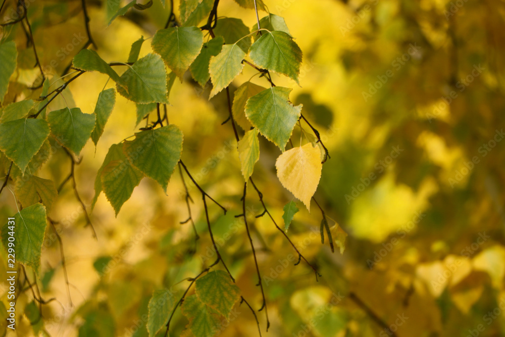 秋天的黄桦树叶子