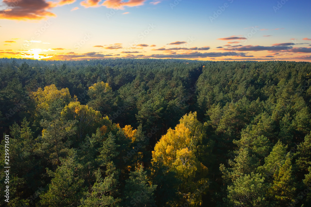 波兰日落时分美丽的秋日森林