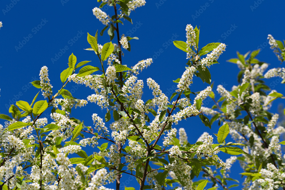 洛索明鸟樱桃树（Prunus padus）