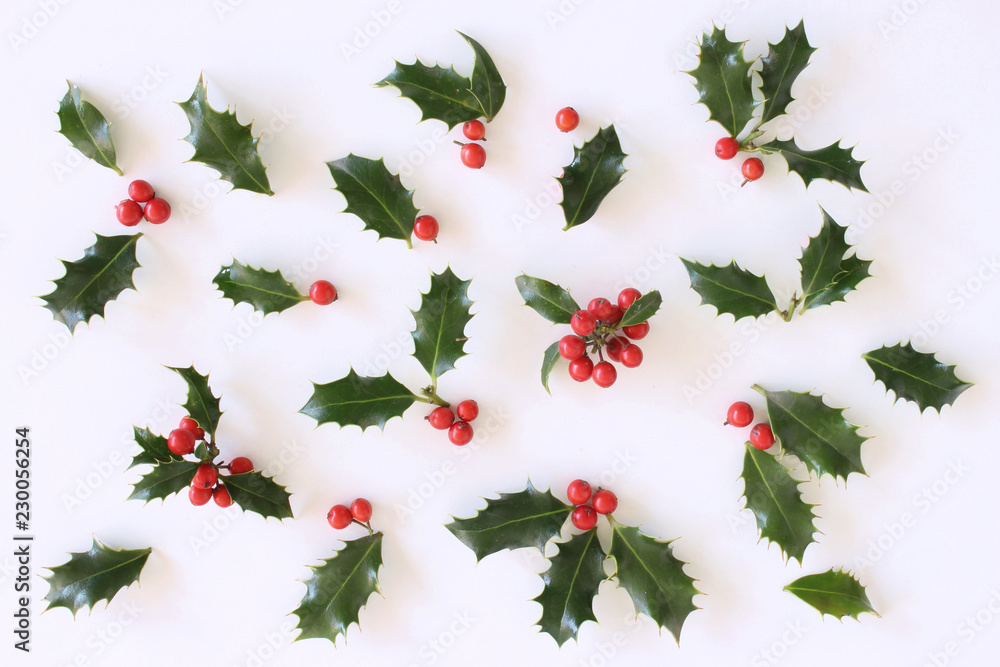 Christmas holly with red berries. Traditional festive decoration. Holly branch with red berries on w