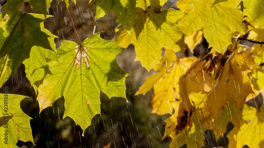 树叶上的水滴。秋天的落叶与枫叶上的雨滴特写