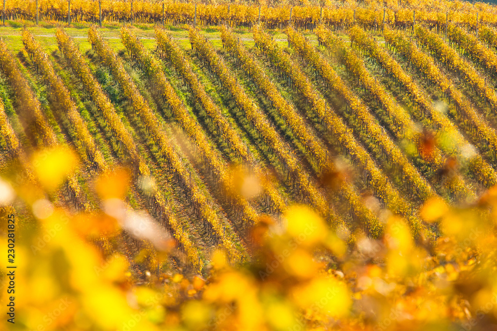 多彩的秋季乡村景观，克罗地亚达鲁瓦尔地区的葡萄园，选择性聚焦