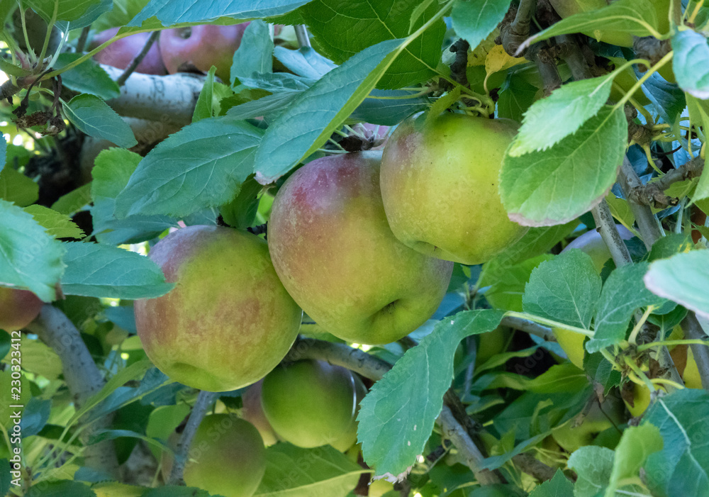 Fresh Apples Ready for Harvest on Tree