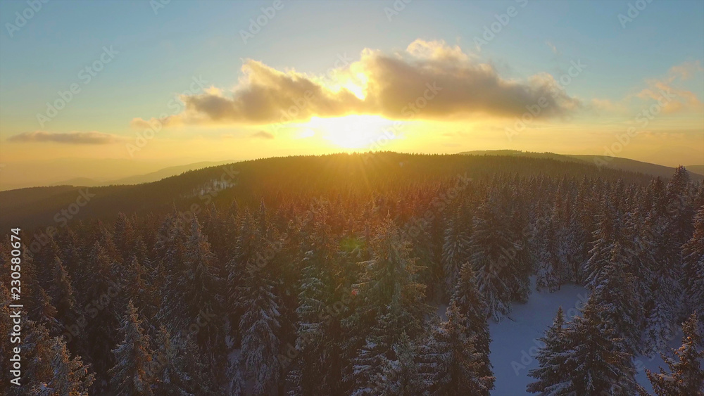 航空：灿烂的傍晚阳光照亮了被雪覆盖的针叶林。