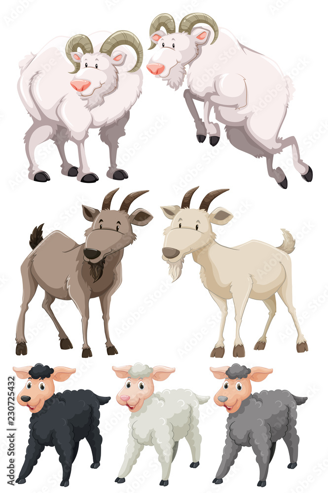 山羊和绵羊套装