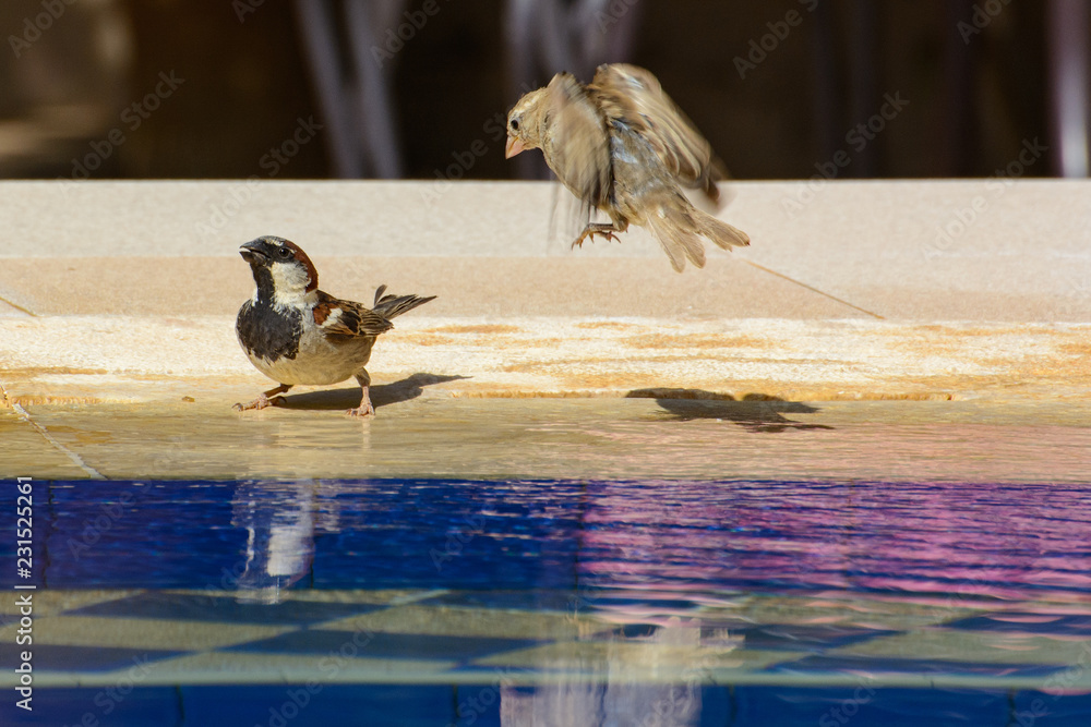 撒哈拉绿洲水池中的鸟类