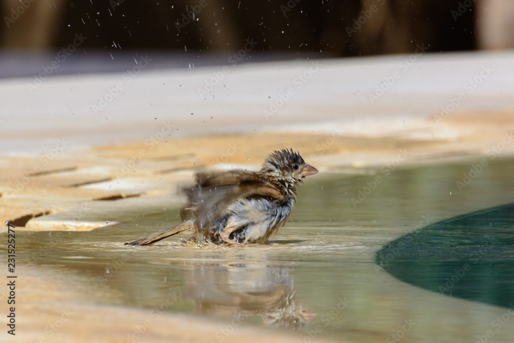 撒哈拉绿洲泳池边的鸟