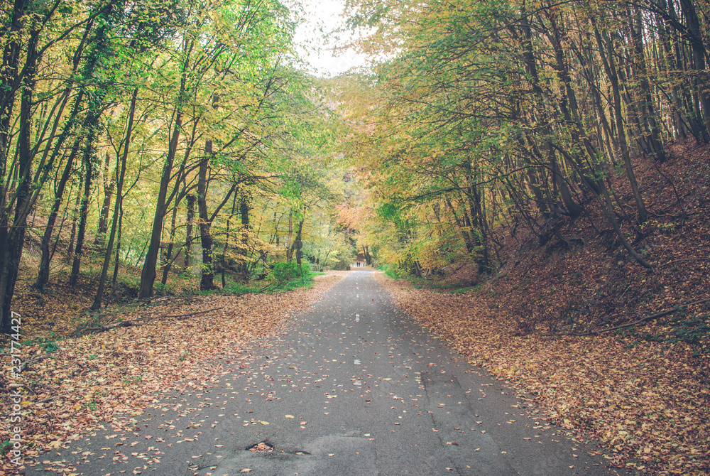 秋天森林（树林）里空荡荡的山地自行车道。树上的绿黄叶，落叶
