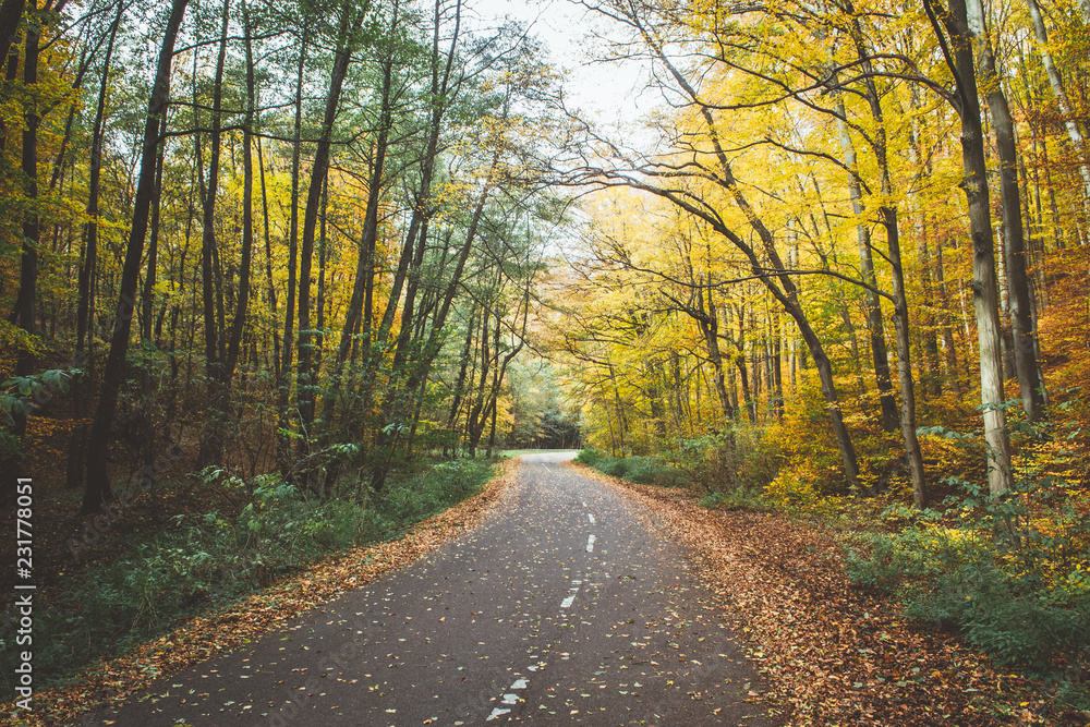 秋天森林（树林）里空荡荡的山地自行车道。树上的绿黄叶，落叶