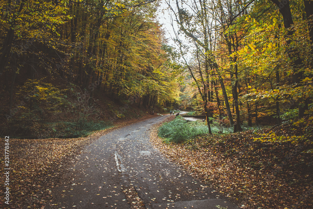 秋天森林（树林）里空荡荡的山地自行车道。树上的绿色和黄色叶子，落叶