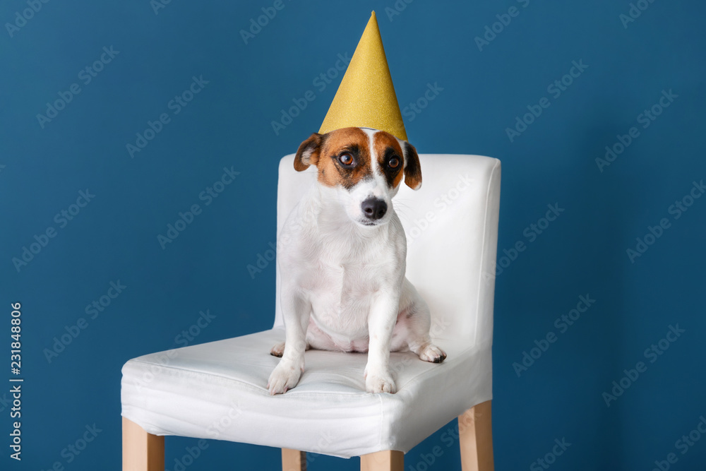 戴着派对帽子的可爱有趣的狗坐在靠着彩色墙的椅子上