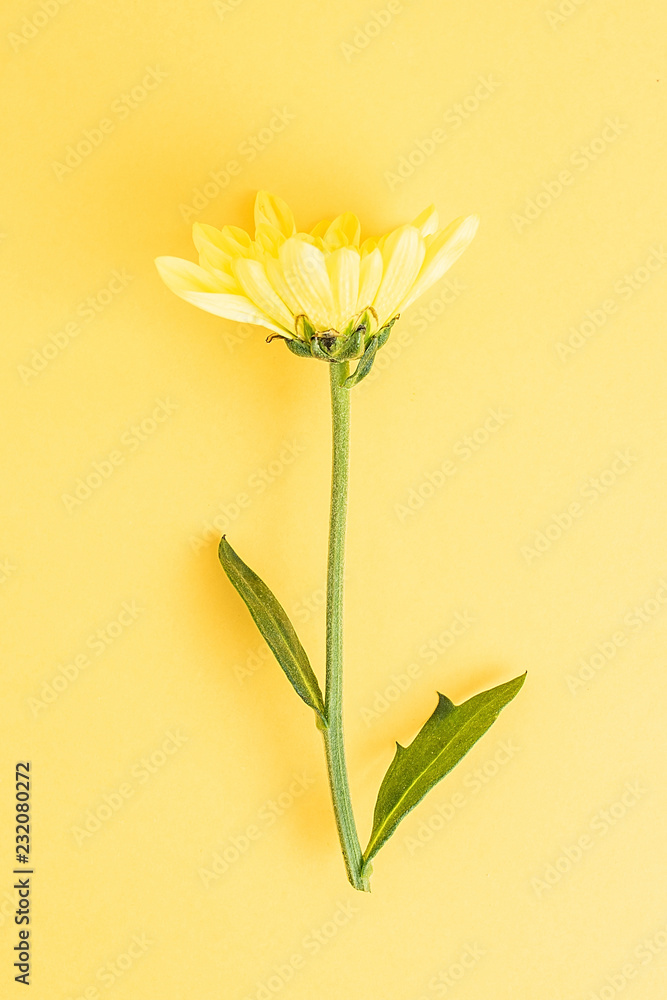 黄底黄菊