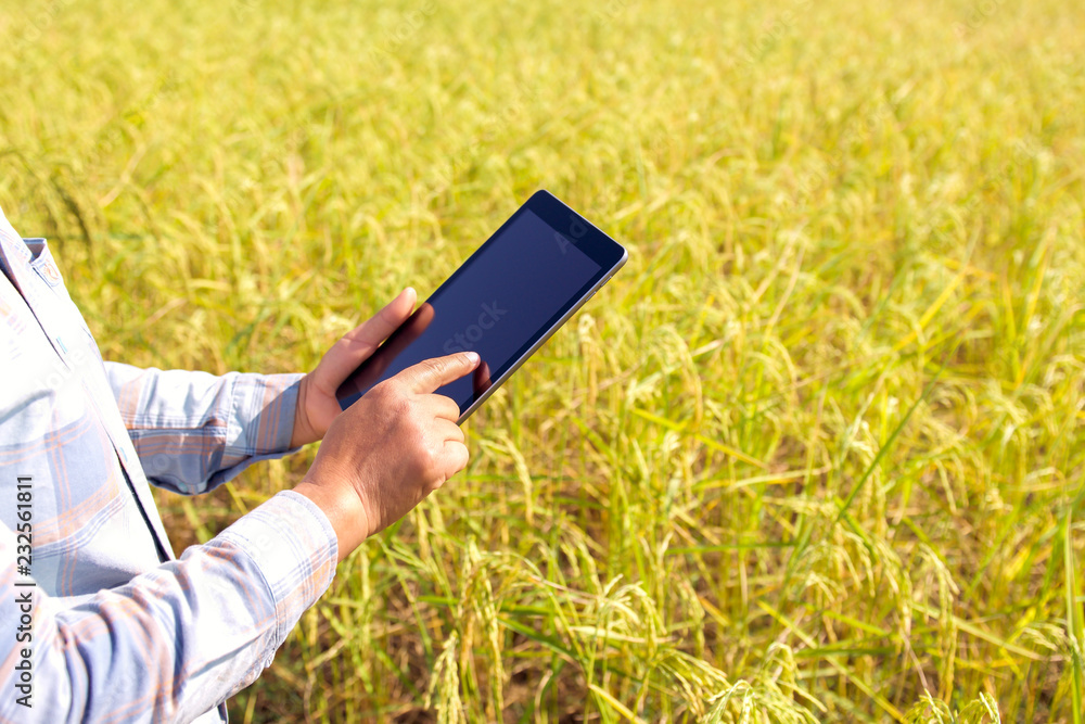 农民使用平板电脑技术检查农场水稻种植情况