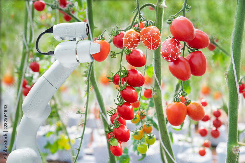 图像处理技术被应用于农业中收割西红柿的机器人i