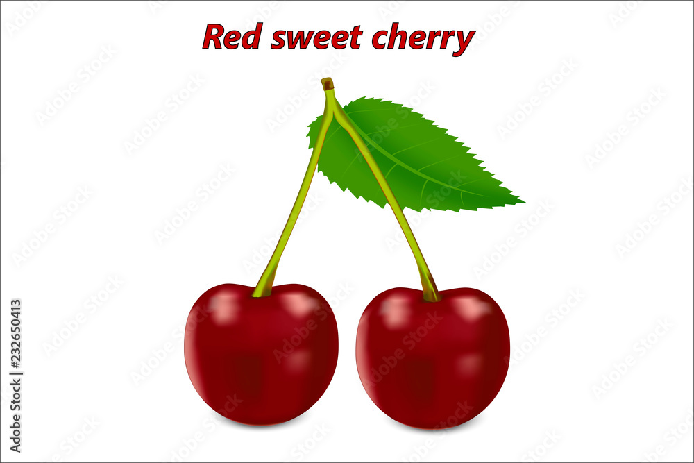 两个3d逼真的红色樱桃，茎上有一片叶子，在白色背景上分离。矢量插图