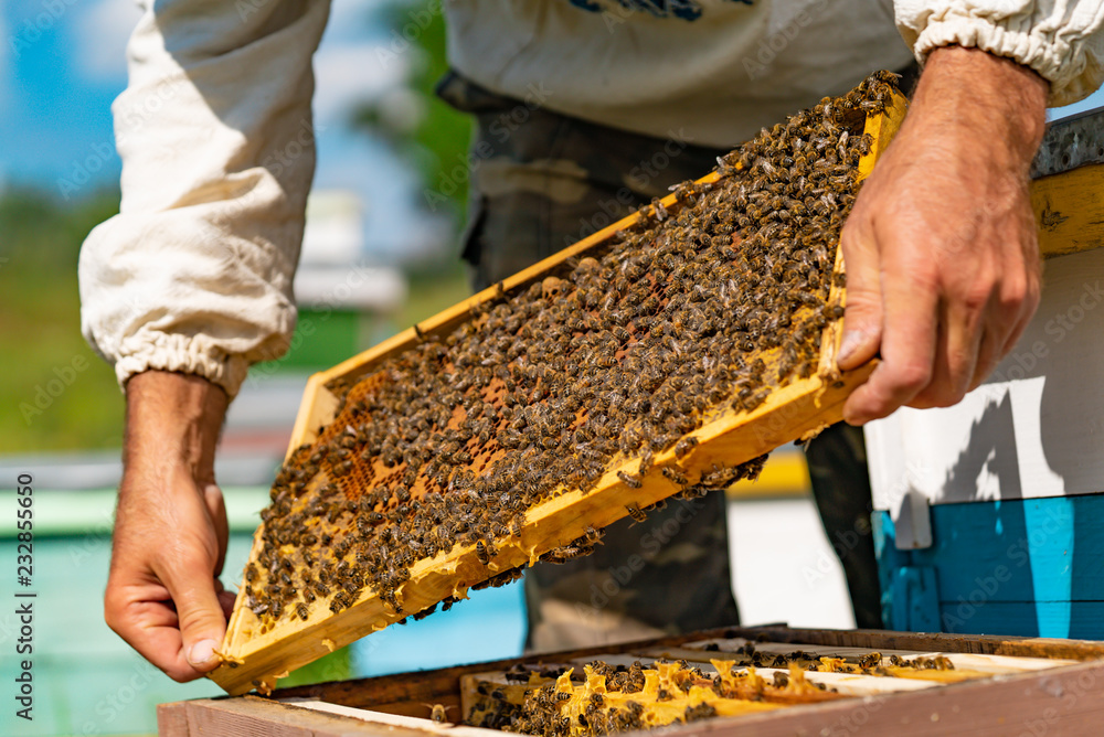 人的手拿着蜂箱的框架。养蜂人在养蜂场检查蜂箱框架。养蜂