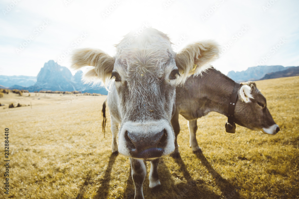 高山草地上滑稽的奶牛凝视着镜头