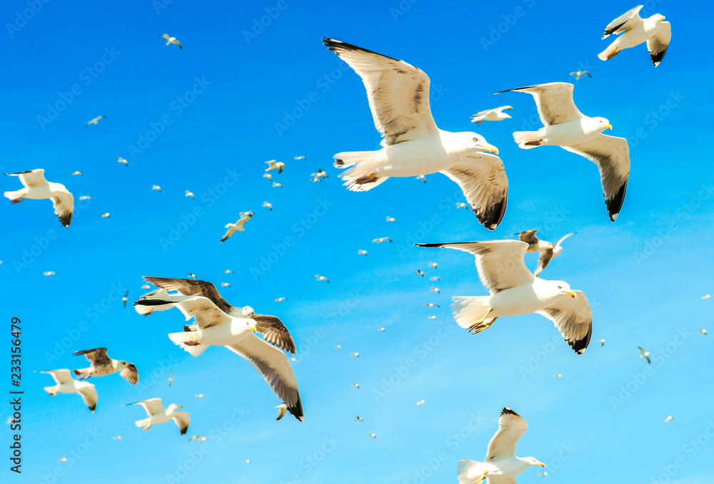 蓝天白云下的海鸥群