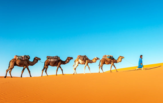 骆驼商队穿过摩洛哥撒哈拉沙漠的沙丘。