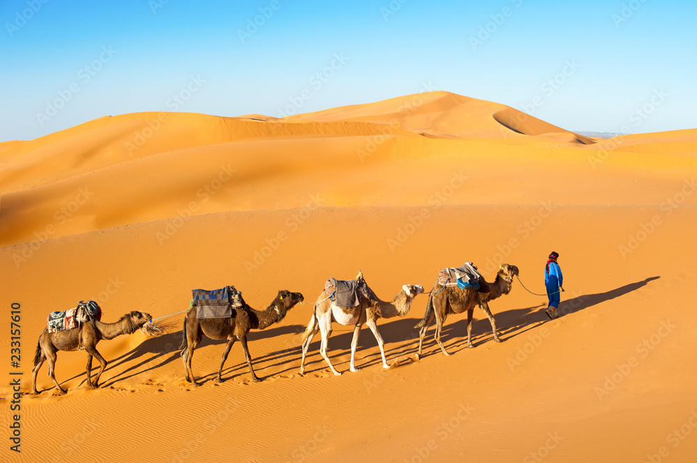 骆驼商队穿过撒哈拉沙漠的沙丘，摩洛哥。沙漠中的骆驼概念。