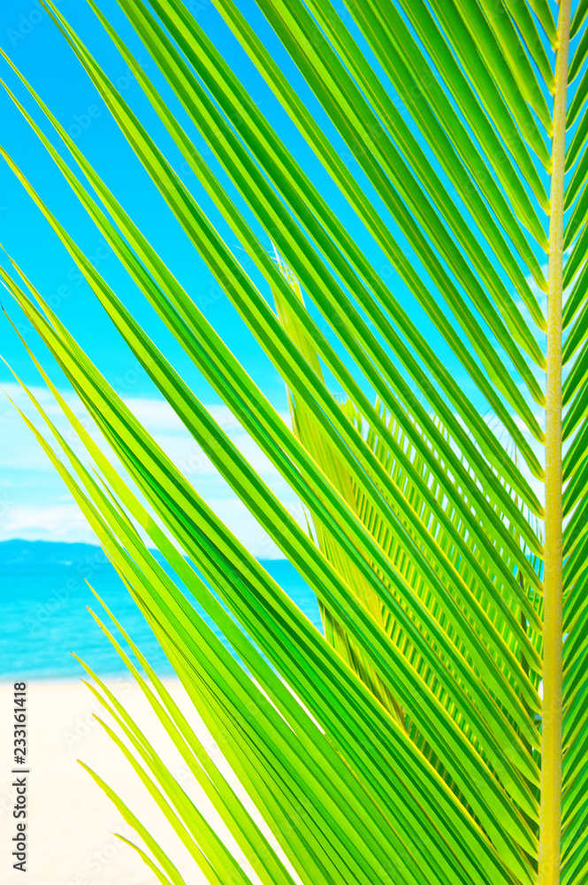 阳光明媚的热带海滩。棕榈树环绕的美丽热带海滩景色。度假胜地