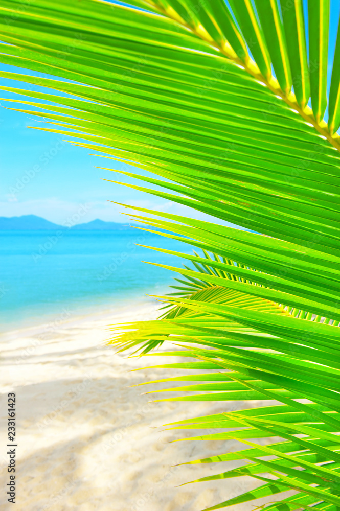 美丽的海滩。美丽的热带海滩，棕榈树环绕。度假和度假概念。热带